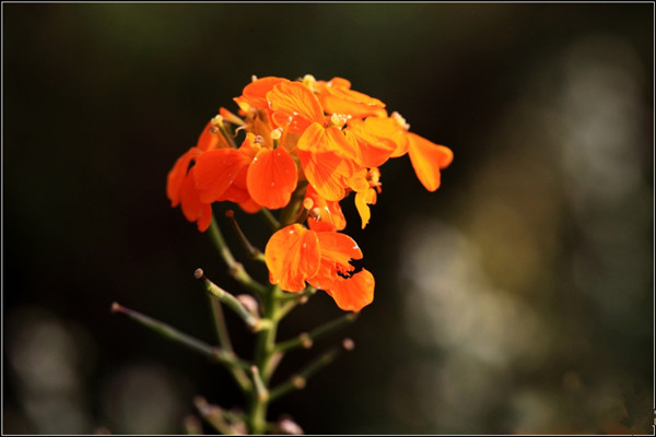 桂竹香的病虫害及预防和治疗办法