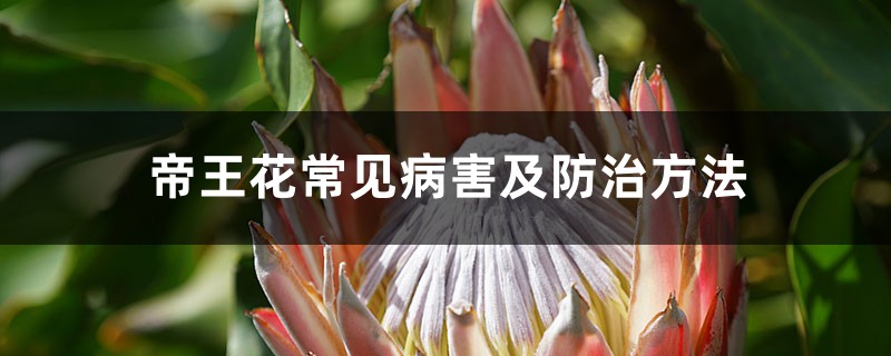 帝王花常见病害及预防和治疗办法