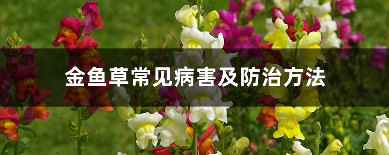 金鱼草常见病害及预防和治疗办法