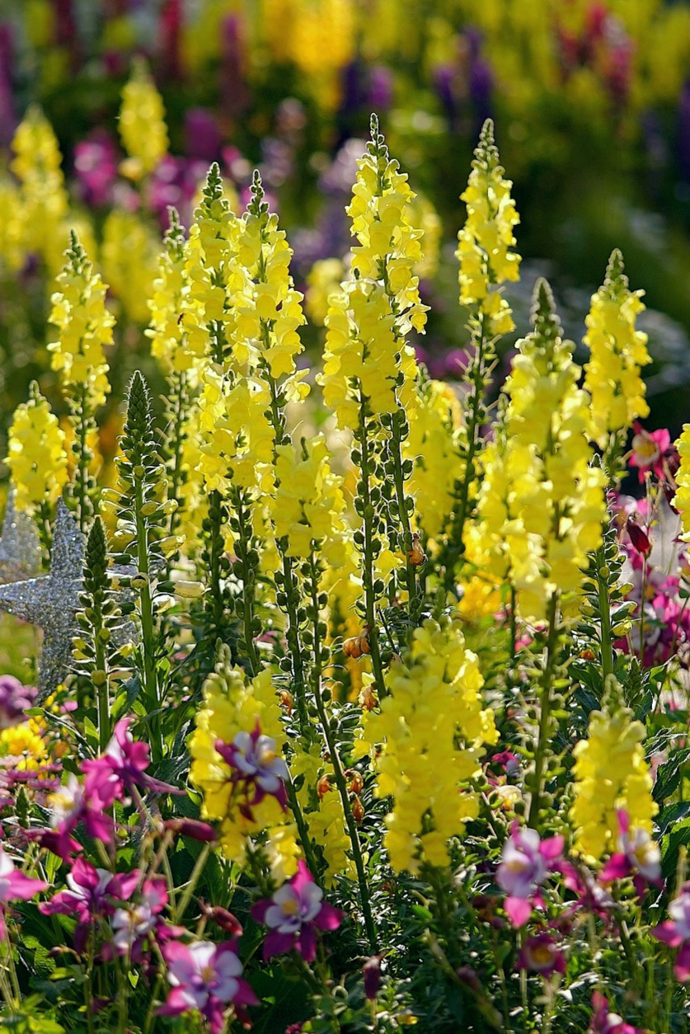 金鱼草 金鱼草常见病害及预防和治疗办法
