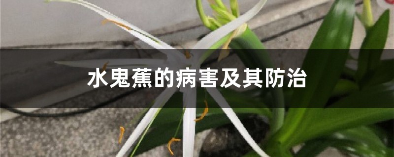 水鬼蕉的病害及其预防和治疗