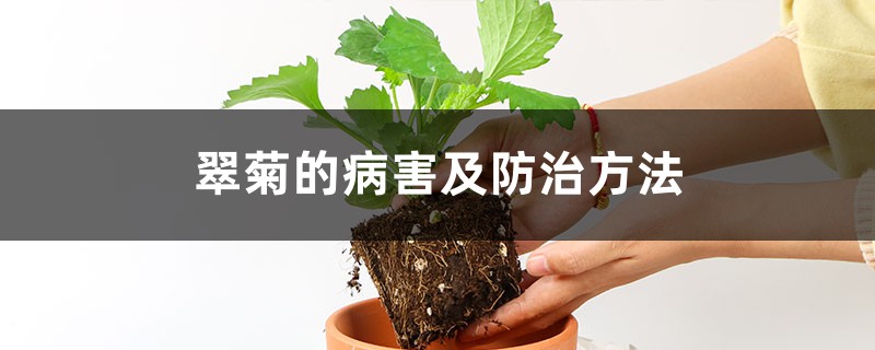 翠菊的病害及预防和治疗办法