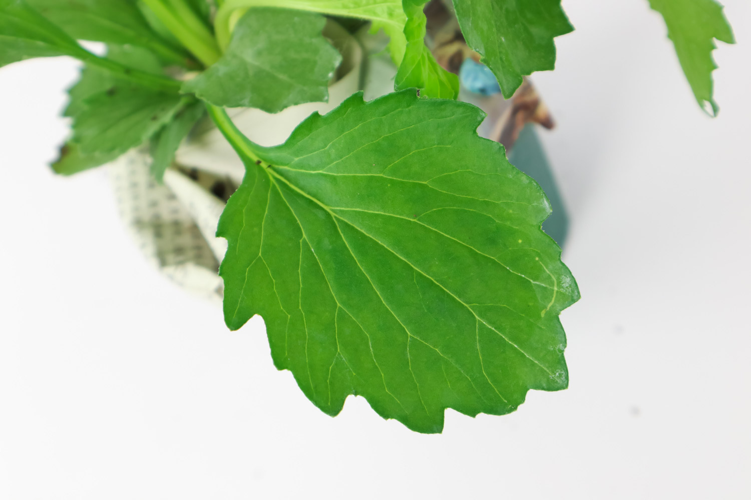 翠菊的病害及预防和治疗办法