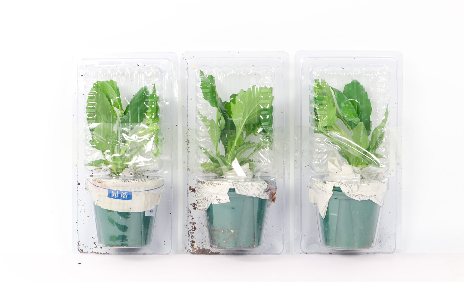 翠菊的病害及预防和治疗办法