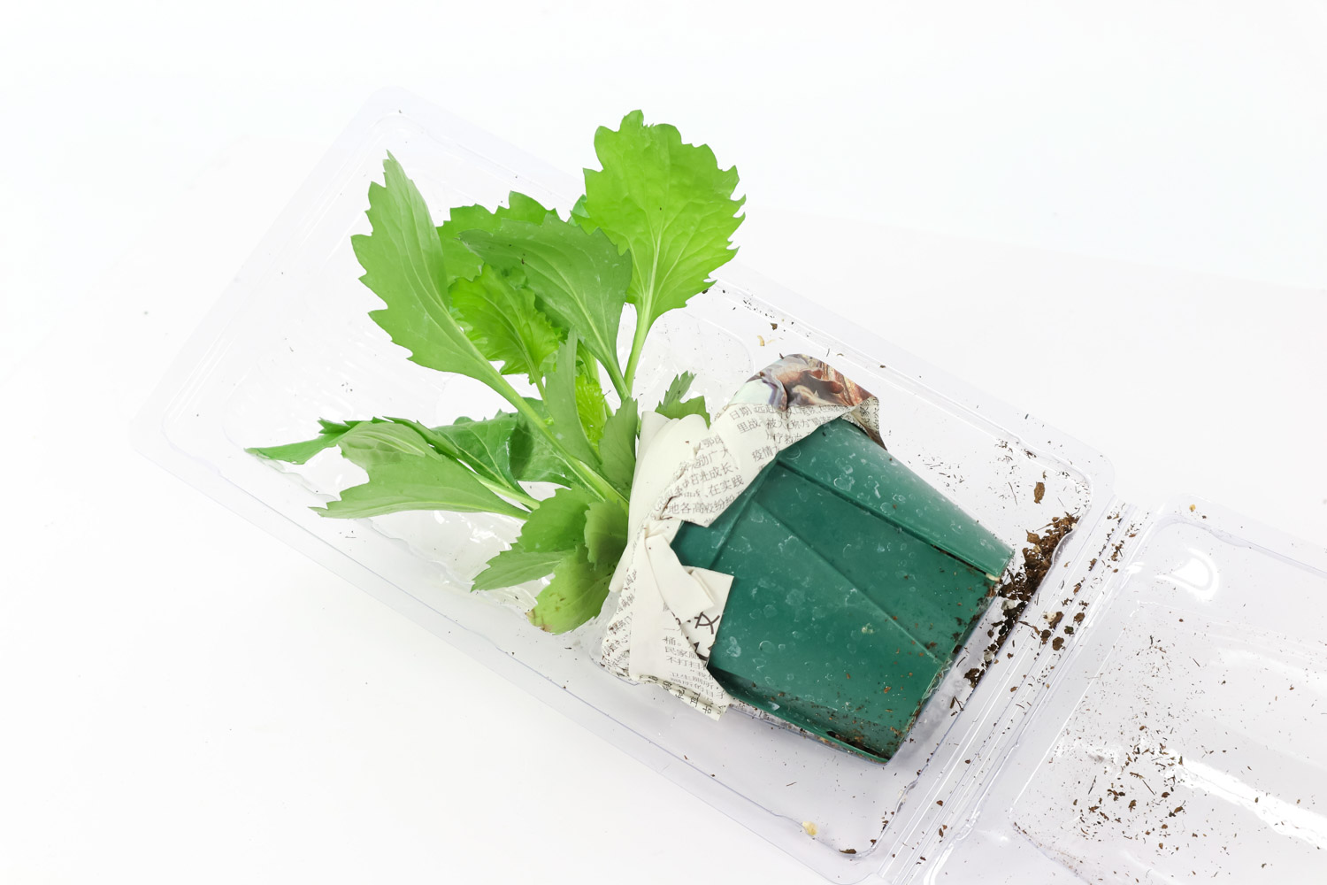 翠菊的病害及预防和治疗办法