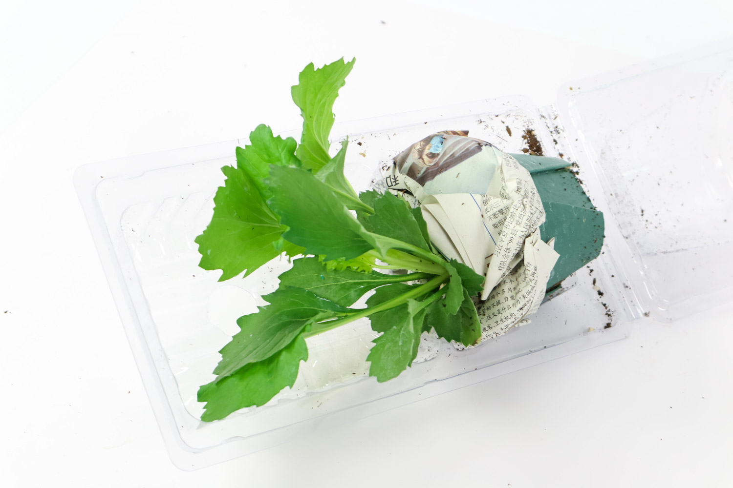 翠菊的病害及预防和治疗办法