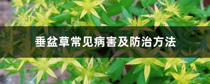 垂盆草常见病害及预防和治疗办法