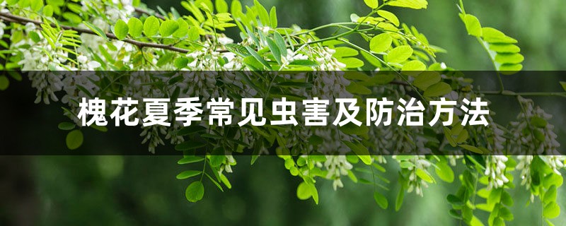 槐花夏季常见虫害及预防和治疗办法