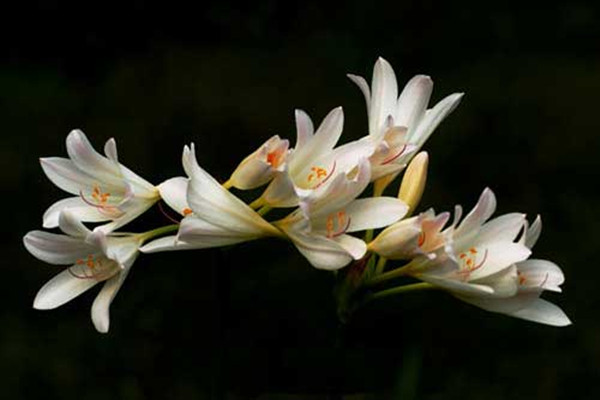 晚香玉的病害及预防和治疗办法