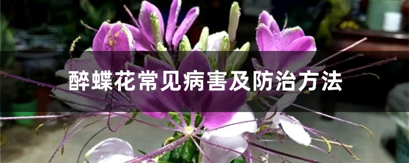 醉蝶花常见病害及预防和治疗办法