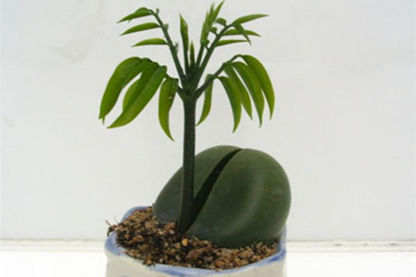 绿元宝常见病虫害及预防和治疗办法