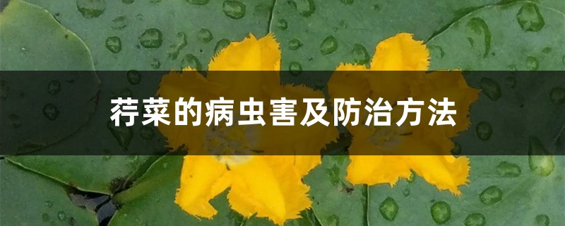 荇菜的病虫害及预防和治疗办法