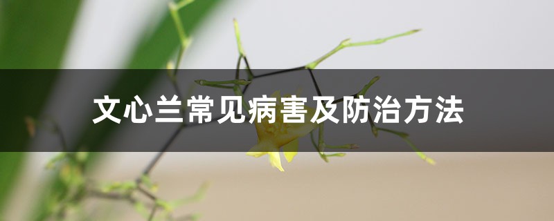 文心兰常见病害及预防和治疗办法