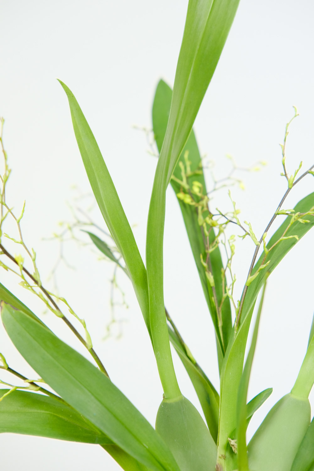 文心兰常见病害及预防和治疗办法