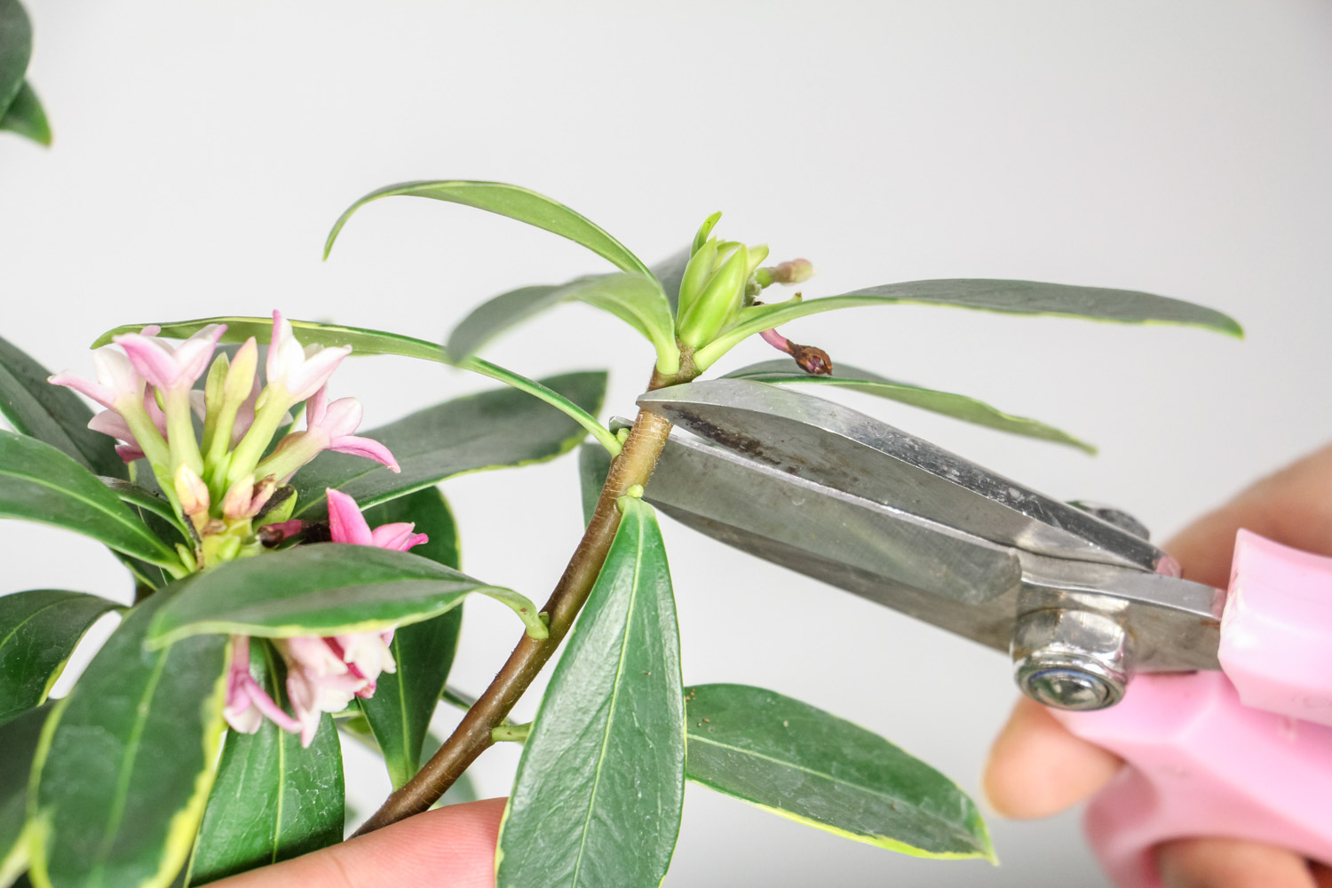 金边瑞香六大病害预防和治疗办法