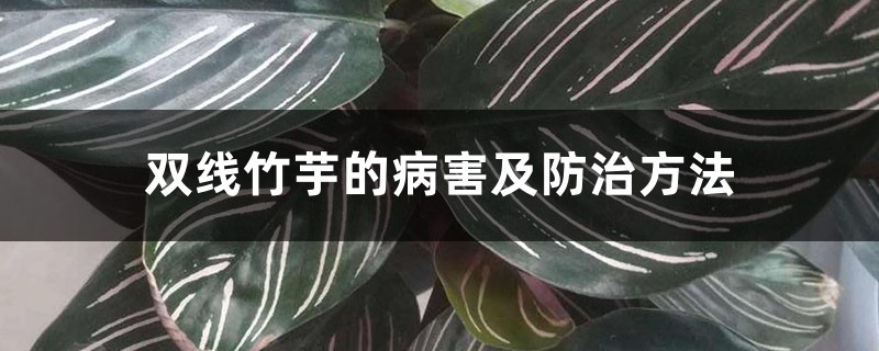 双线竹芋的病害及预防和治疗办法