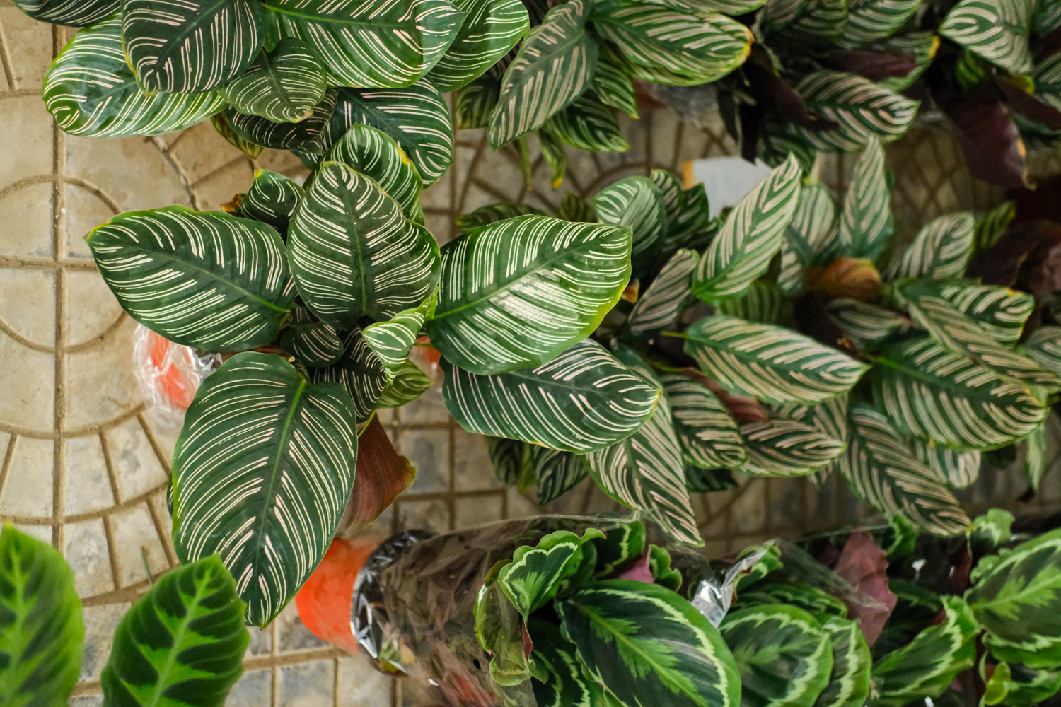 双线竹芋的病害及预防和治疗办法