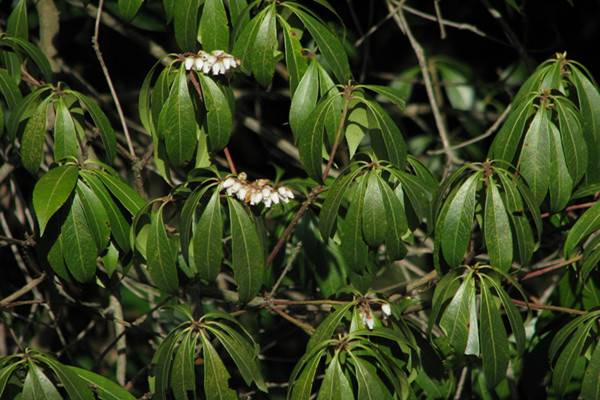 马醉木常见病害及预防和治疗办法