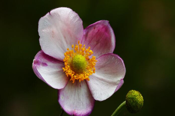 打破碗花常见病虫害及预防和治疗办法