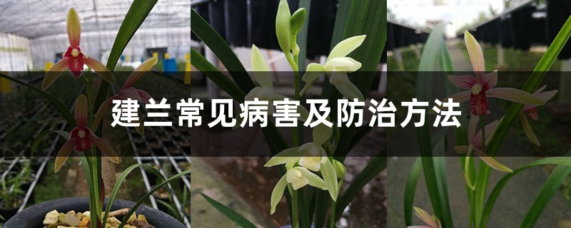 建兰常见病害及预防和治疗办法