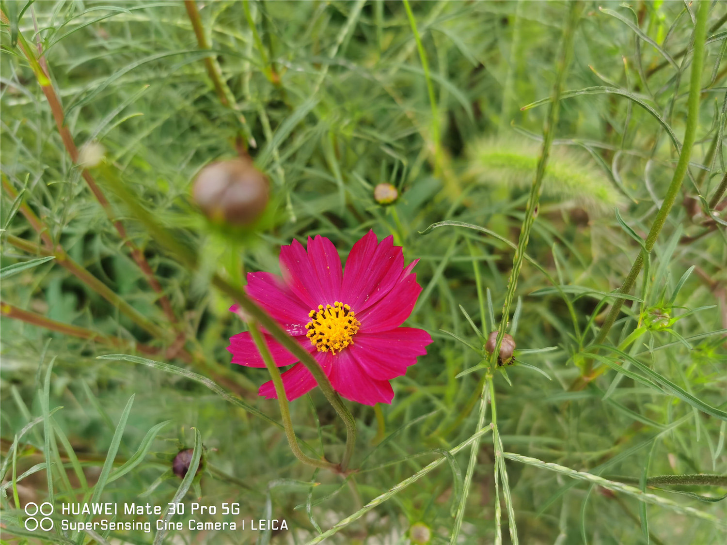 波斯菊常见病害及预防和治疗办法