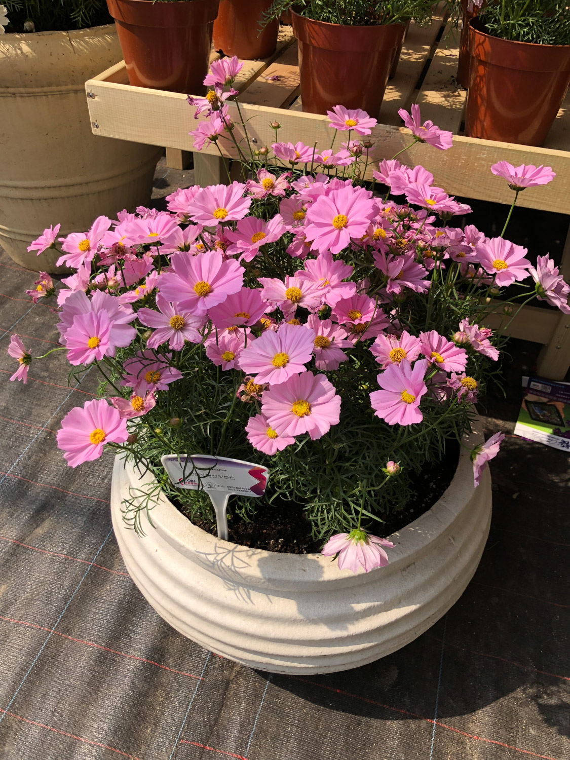 波斯菊常见病害及预防和治疗办法