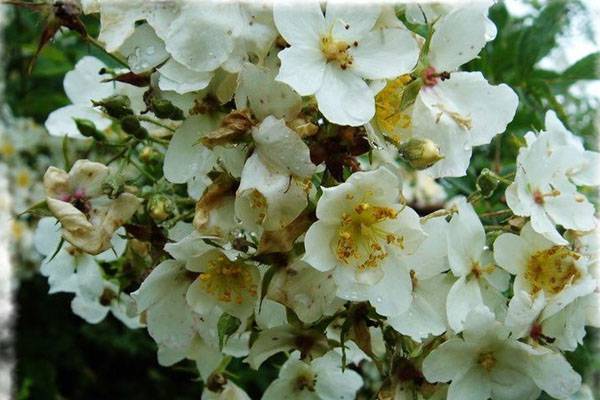 荼蘼常见病虫害及预防和治疗办法