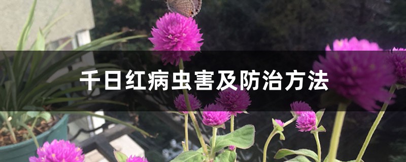 千日红病虫害及预防和治疗办法