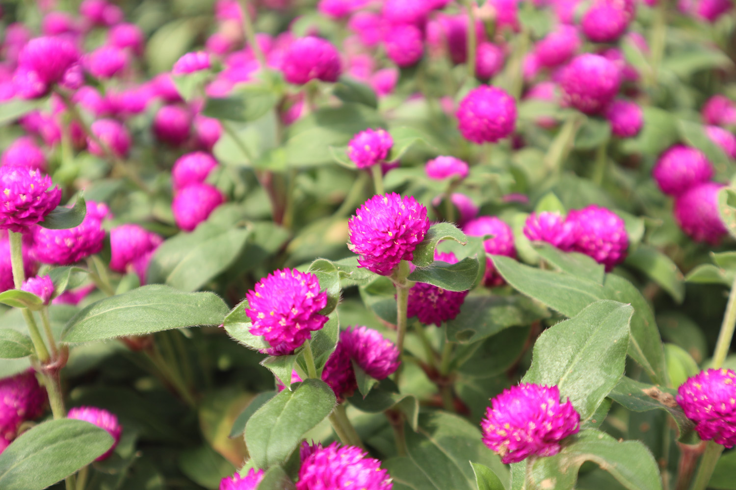 千日红病虫害及预防和治疗办法