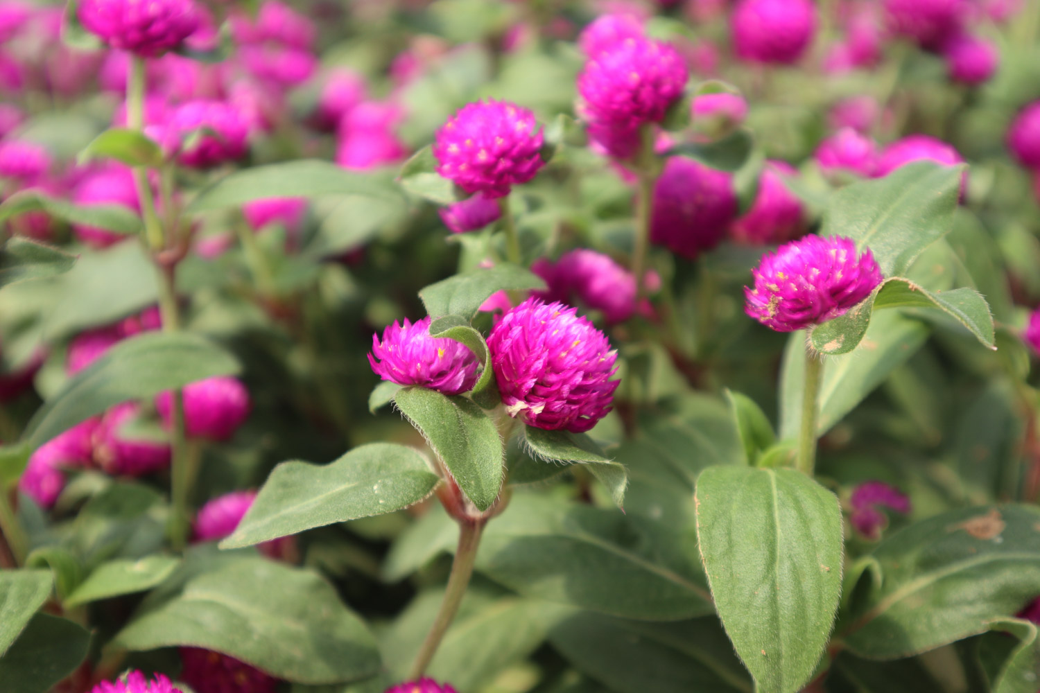 千日红病虫害及预防和治疗办法