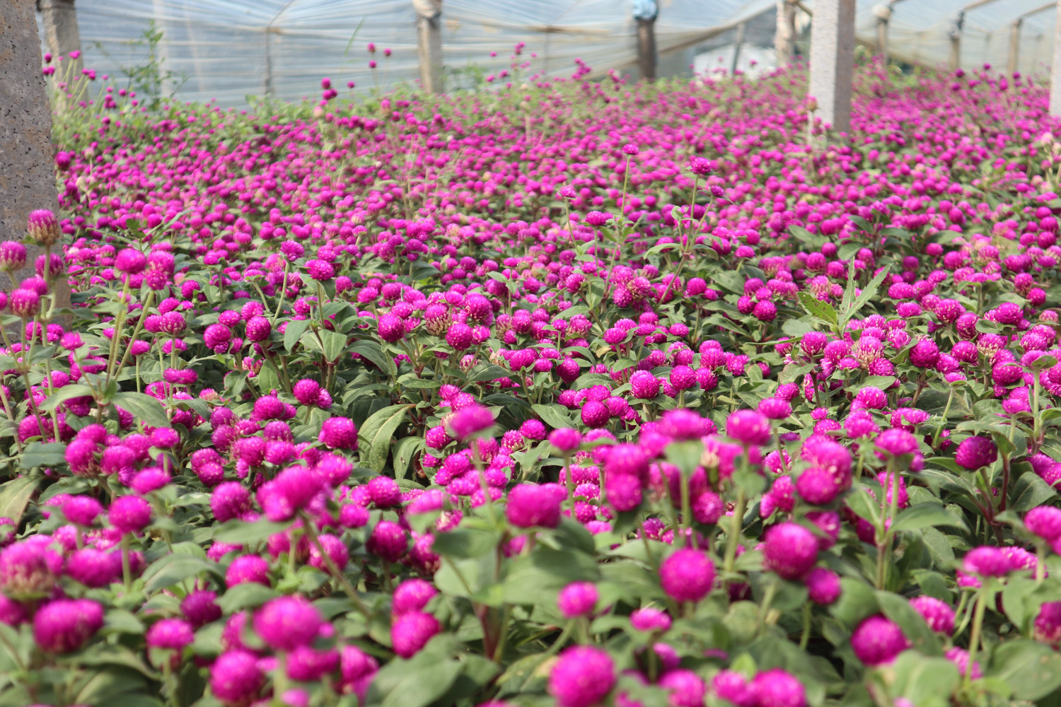 千日红病虫害及预防和治疗办法