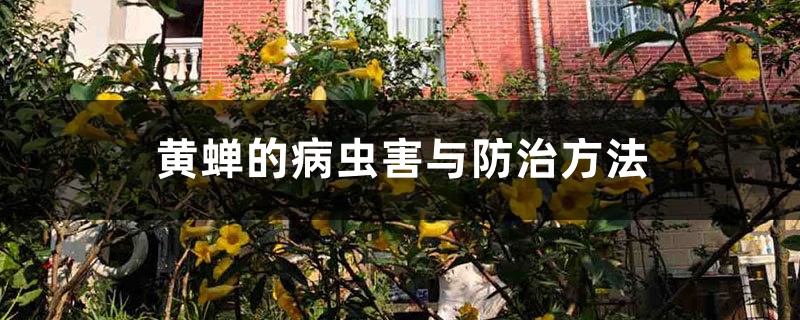 黄蝉的病虫害与预防和治疗办法