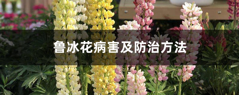 鲁冰花病害及预防和治疗办法