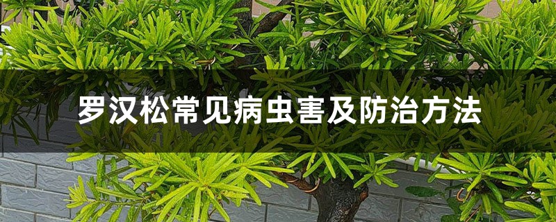 罗汉松常见病虫害及预防和治疗办法