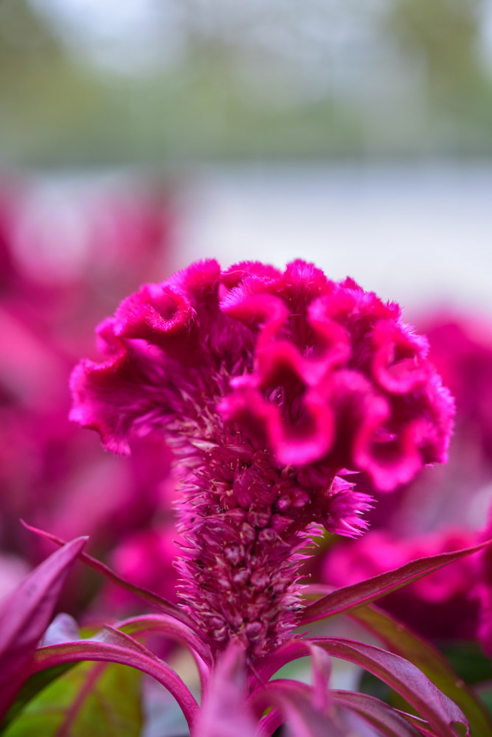 鸡冠花的病害及预防和治疗办法