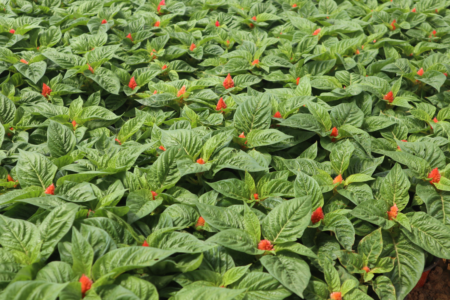 鸡冠花的病害及预防和治疗办法