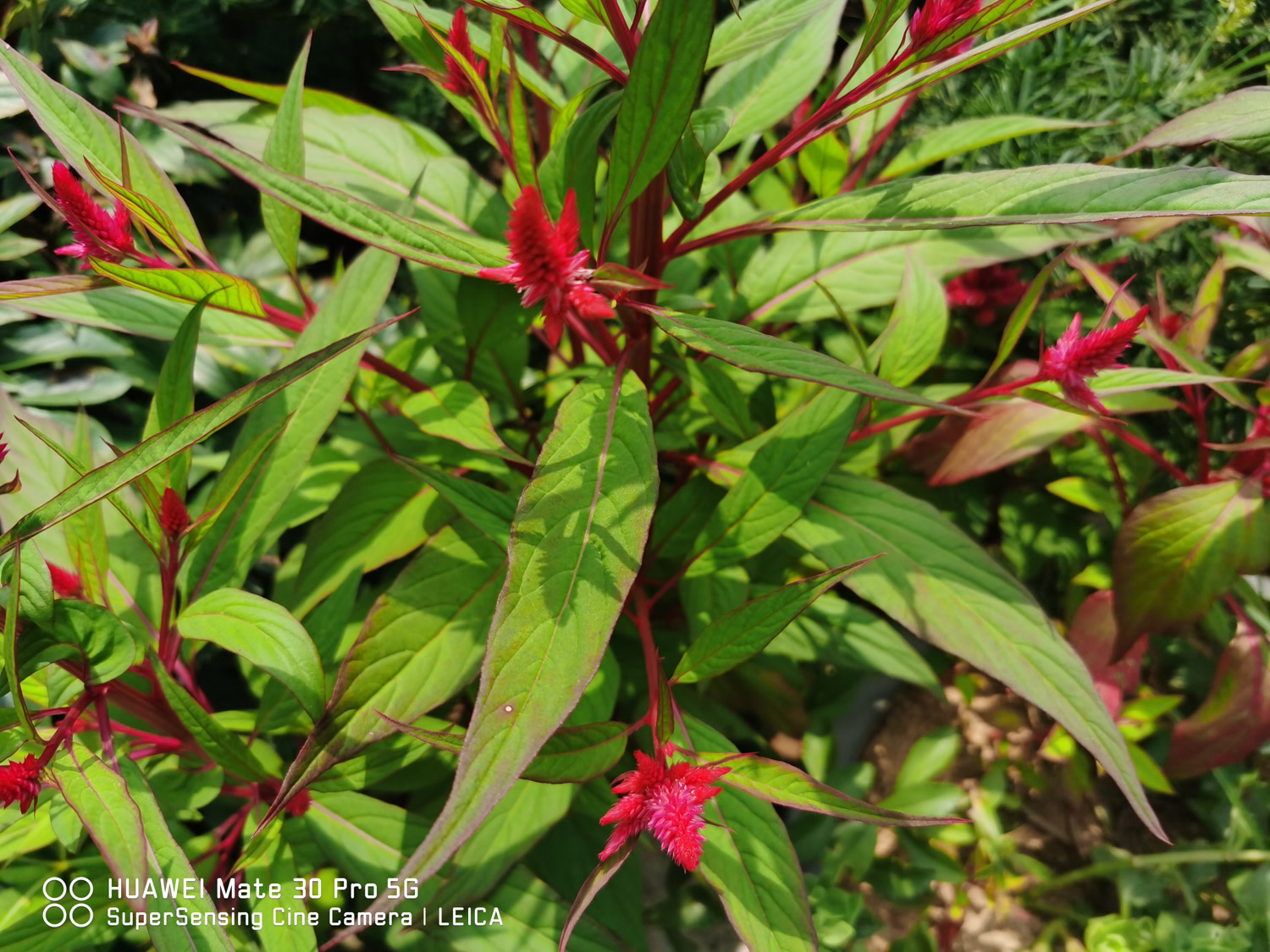 鸡冠花的病害及预防和治疗办法