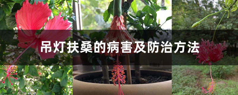 吊灯扶桑的病害及预防和治疗办法