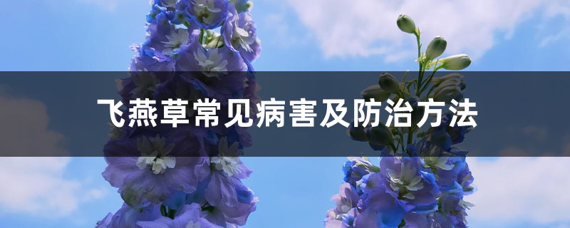 飞燕草常见病害及预防和治疗办法