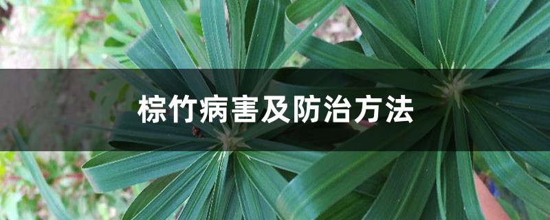 棕竹病害及预防和治疗办法