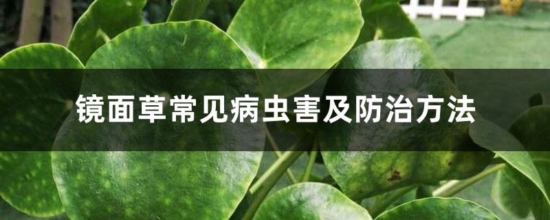 镜面草常见病虫害及预防和治疗办法