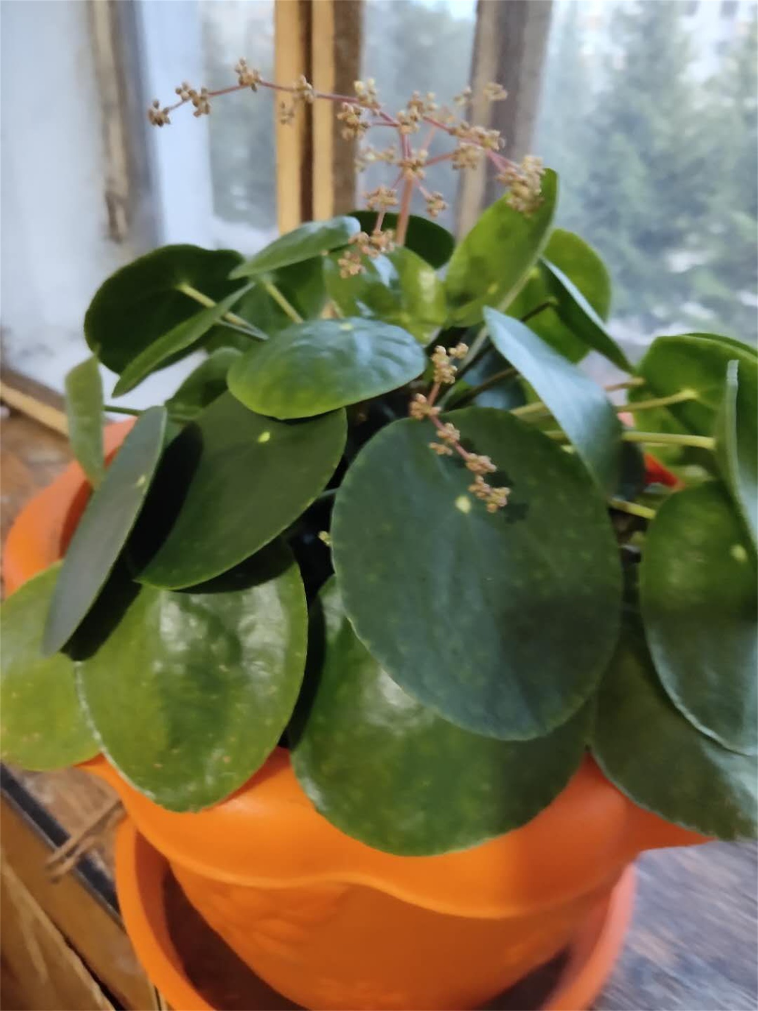 镜面草常见病虫害及预防和治疗办法