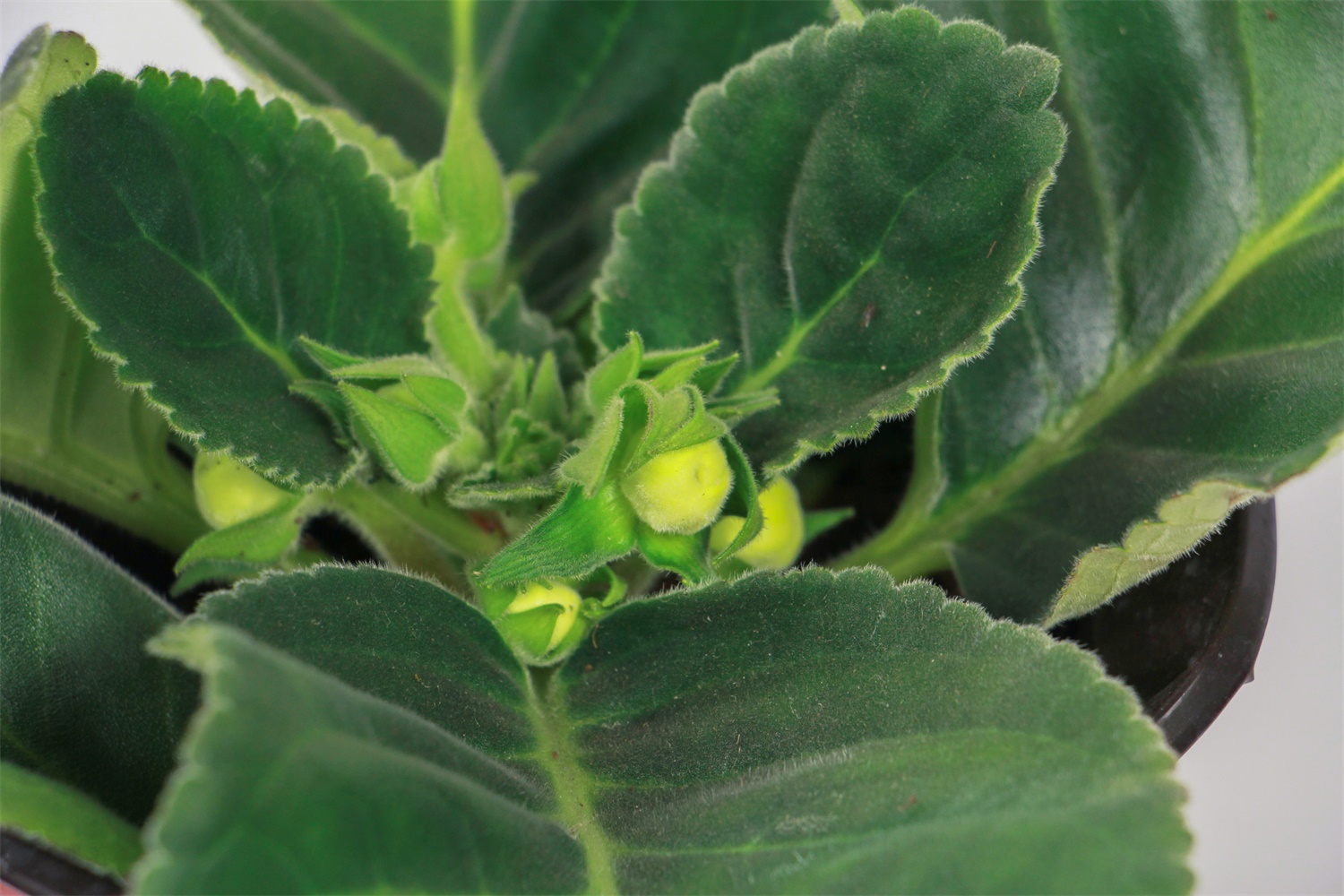 大岩桐 大岩桐的病害及预防和治疗办法