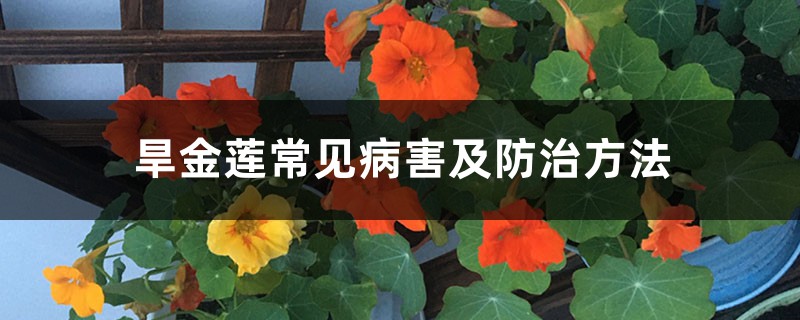 旱金莲常见病害及预防和治疗办法