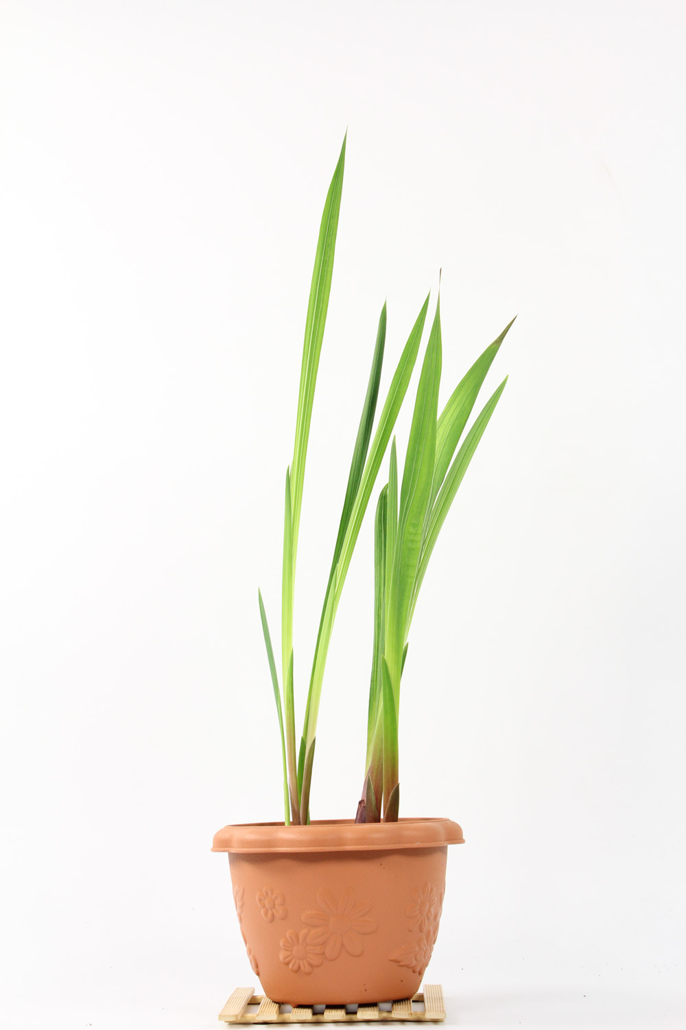 唐菖蒲（剑兰）病害及预防和治疗办法