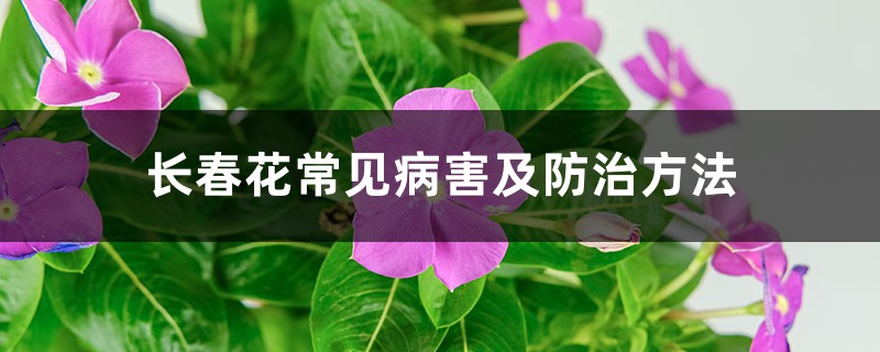长春花常见病害及预防和治疗办法