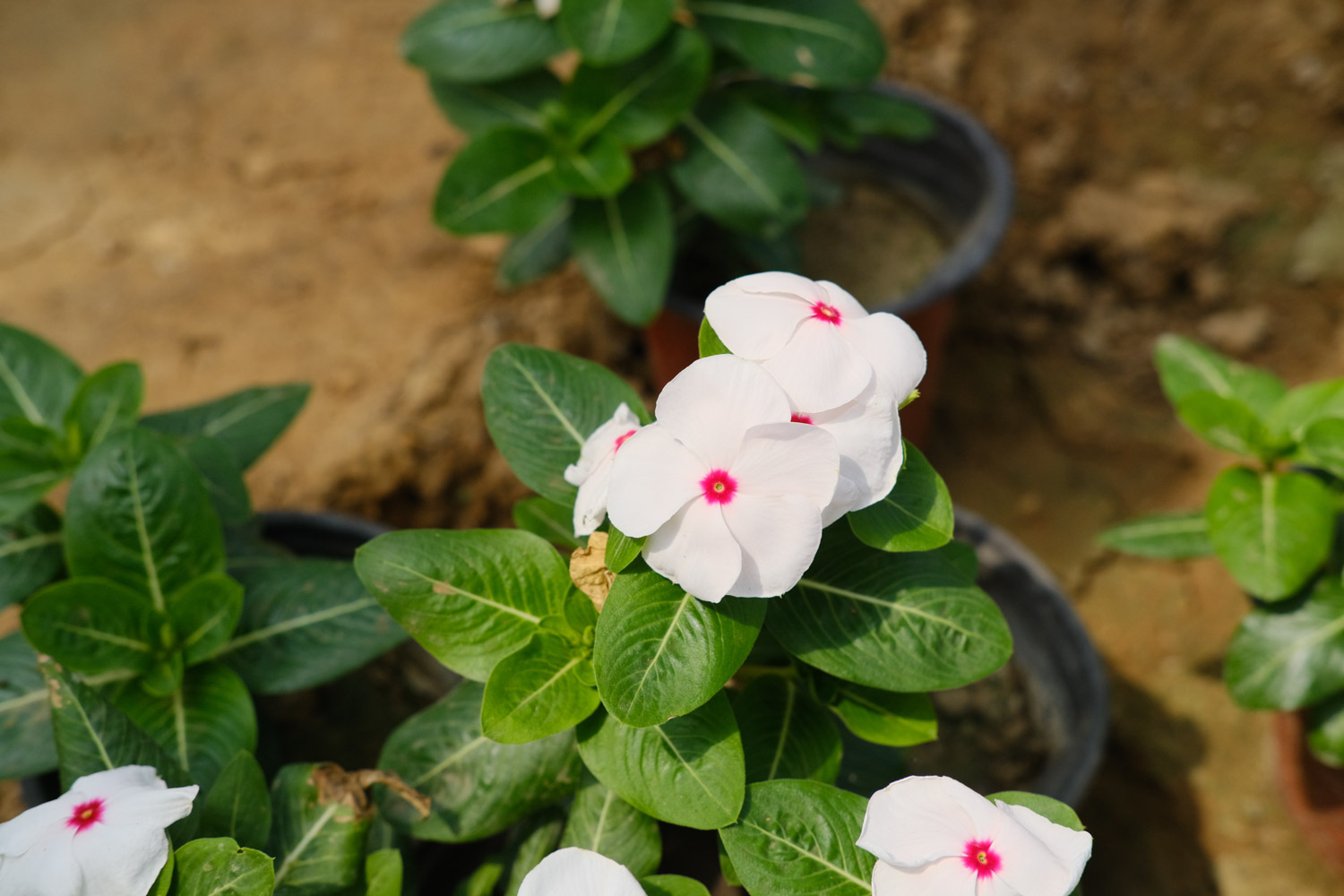 长春花常见病害及预防和治疗办法