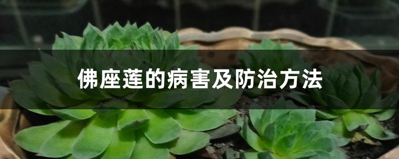 佛座莲的病害及预防和治疗办法
