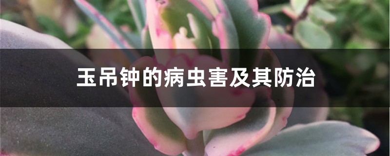 玉吊钟的病虫害及其预防和治疗