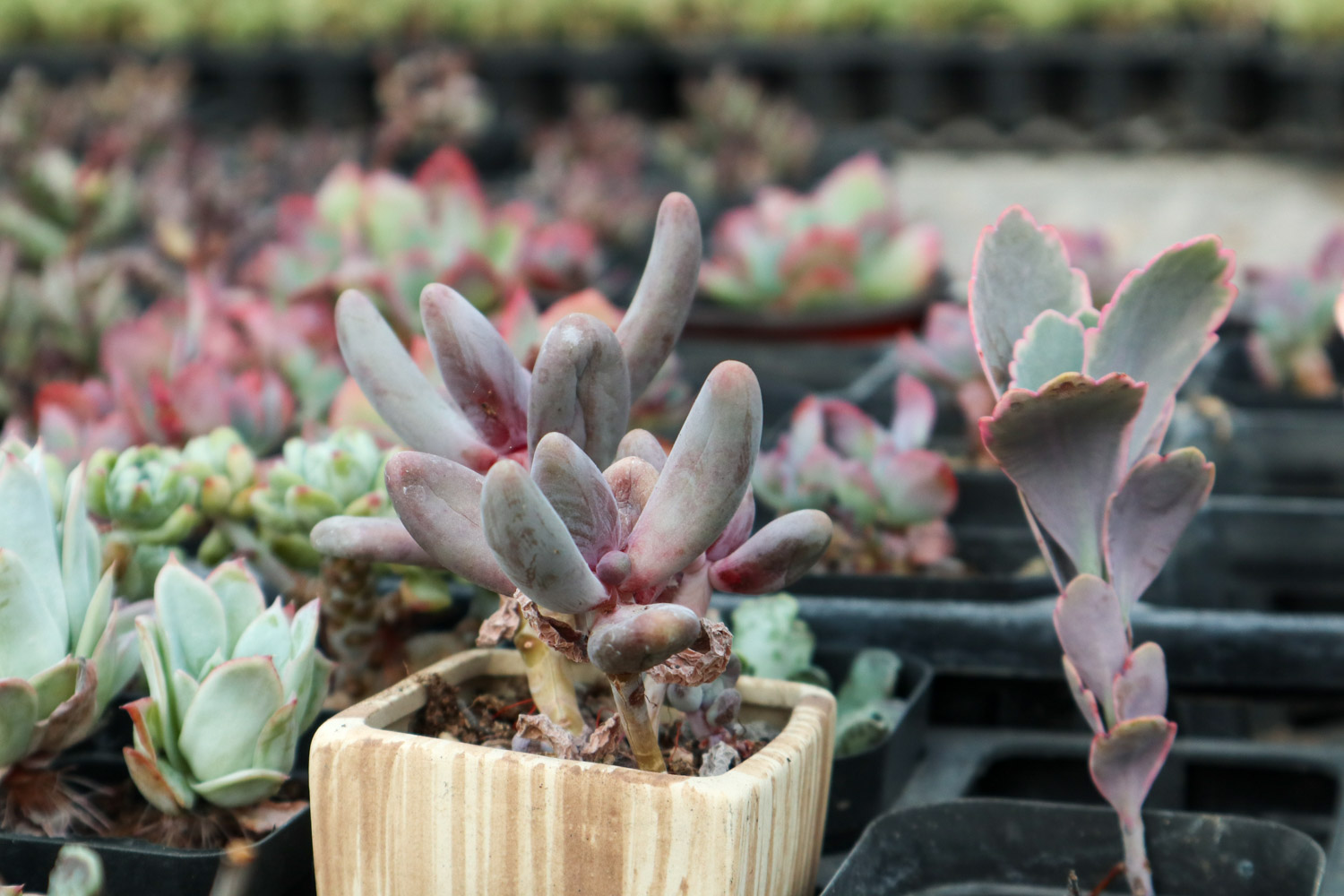 玉吊钟 玉吊钟的病虫害及其预防和治疗